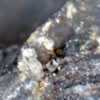 Linarite, Malachite, Anglesite - Image 9