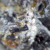Zincite, Hydrozincite, Massicot