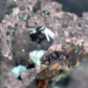 Serpierite