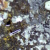 Paralaureonite, phosgenite