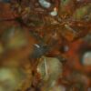 Baryte - Image 7