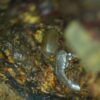 Baryte with goethite - Image 6