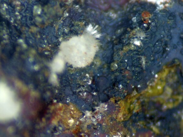 Carbonate-rich Fluorapatite - Image 4