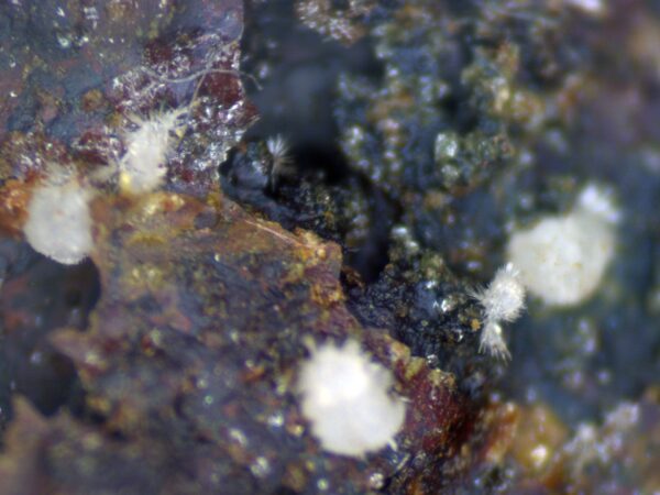 Carbonate-rich Fluorapatite