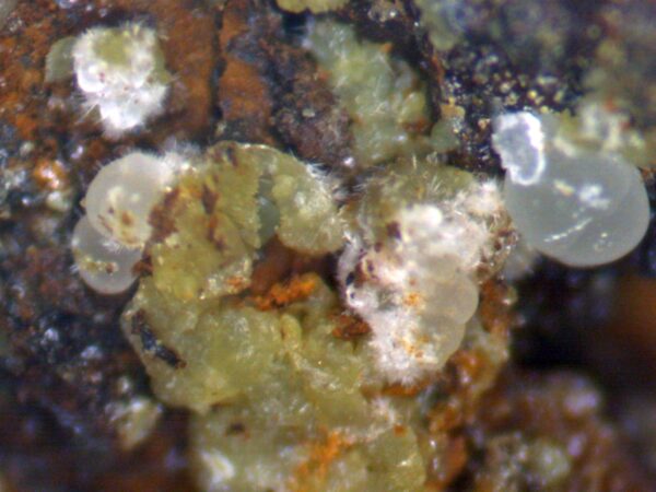 Calcioferrite, Carbonate-rich Fluorapatite - Image 7