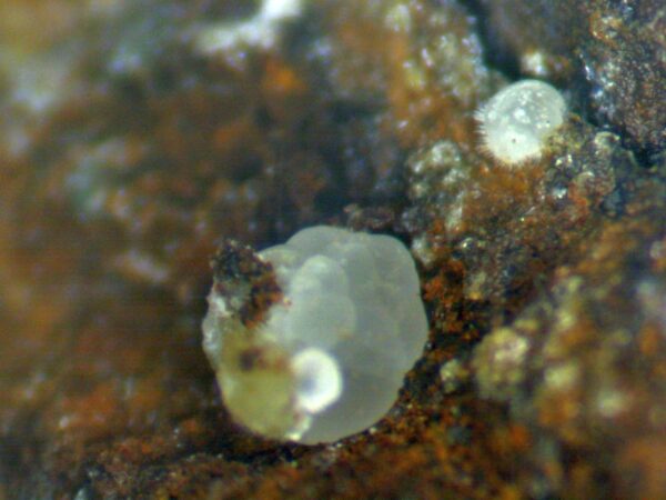 Calcioferrite, Carbonate-rich Fluorapatite - Image 6