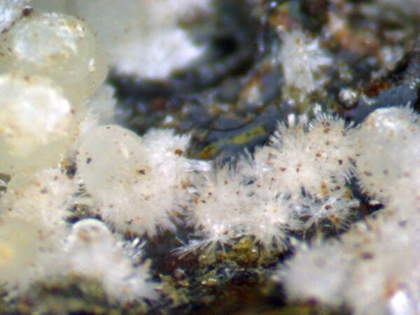 Carbonate-rich Fluorapatite