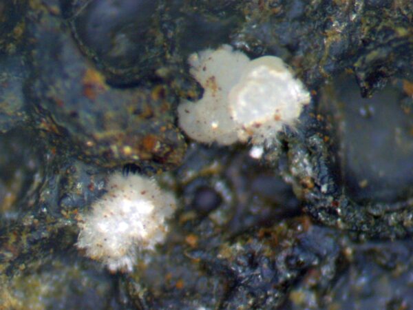 Carbonate-rich Fluorapatite - Image 7