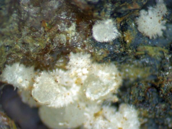 Carbonate-rich Fluorapatite