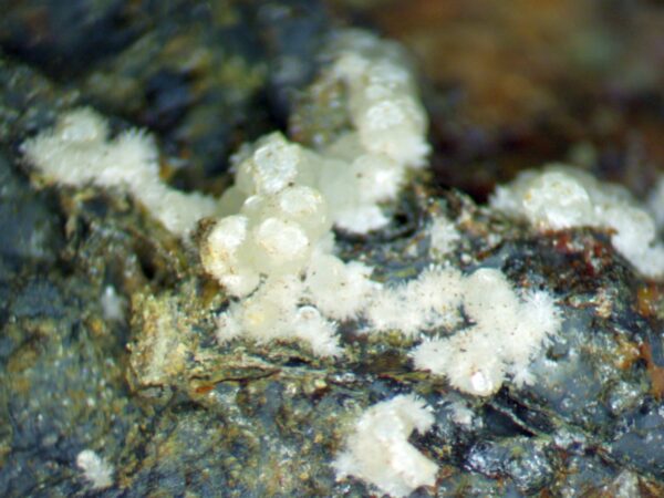 Carbonate-rich Fluorapatite