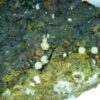 Carbonate-rich Fluorapatite - Image 2