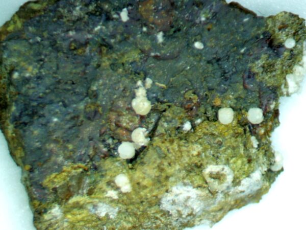 Carbonate-rich Fluorapatite - Image 2