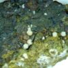 Carbonate-rich Fluorapatite - Image 10