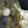Carbonate-rich Fluorapatite - Image 9