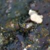 Carbonate-rich Fluorapatite - Image 6
