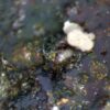 Carbonate-rich Fluorapatite - Image 4