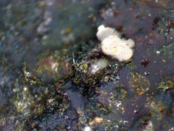 Carbonate-rich Fluorapatite - Image 4