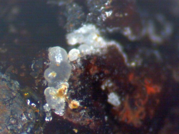 Calcioferrite, Carbonate-rich Fluorapatite - Image 5