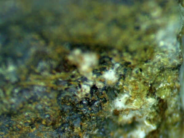 Carbonate-rich Fluorapatite