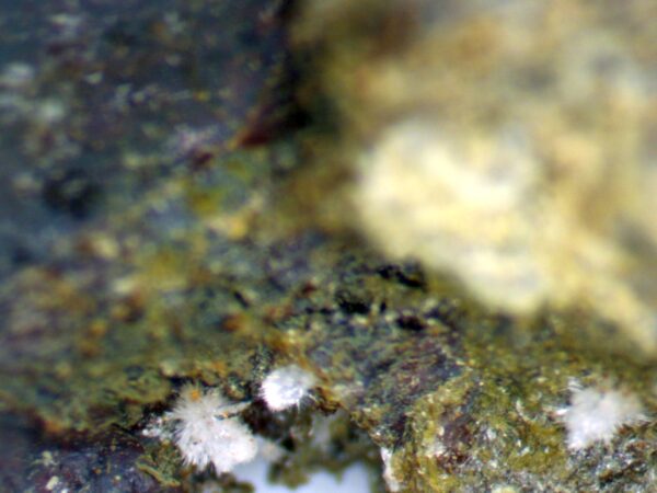 Carbonate-rich Fluorapatite