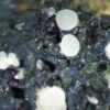 Carbonate-rich Fluorapatite