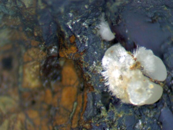 Carbonate-rich Fluorapatite - Image 5