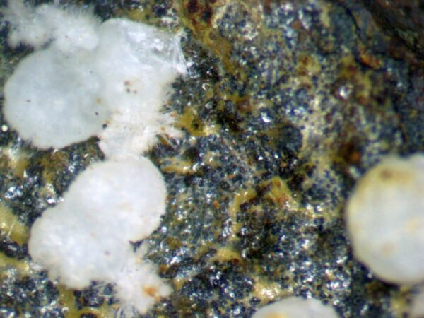 Carbonate-rich Fluorapatite - Image 3