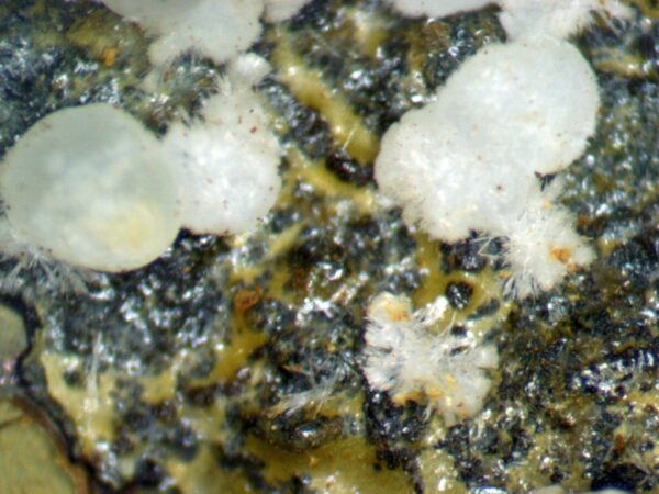 Carbonate-rich Fluorapatite