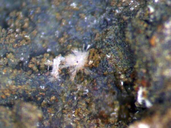 Carbonate-rich Fluorapatite