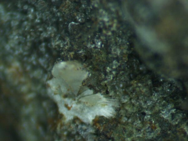 Carbonate-rich Fluorapatite