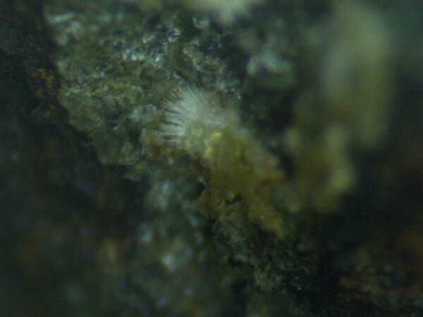 Carbonate-rich Fluorapatite - Image 7