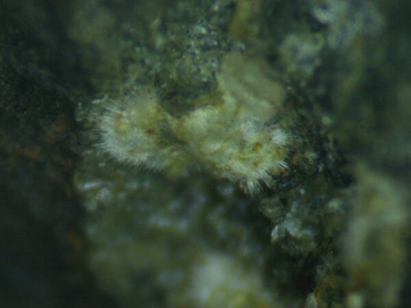 Carbonate-rich Fluorapatite - Image 5