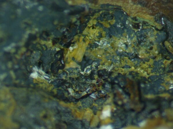 Carbonate-rich Fluorapatite - Image 8