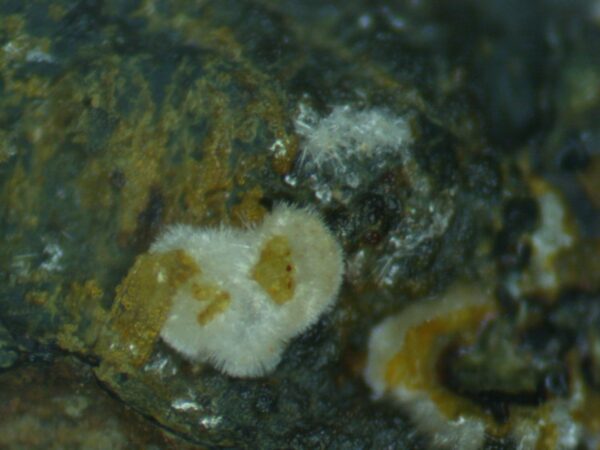 Carbonate-rich Fluorapatite