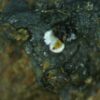 Carbonate-rich Fluorapatite - Image 5
