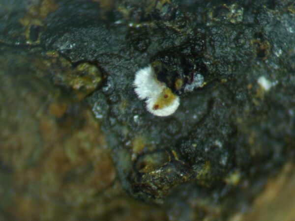 Carbonate-rich Fluorapatite - Image 5