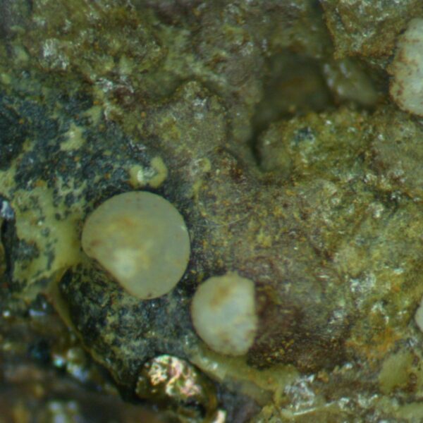 Carbonate-rich Fluorapatite