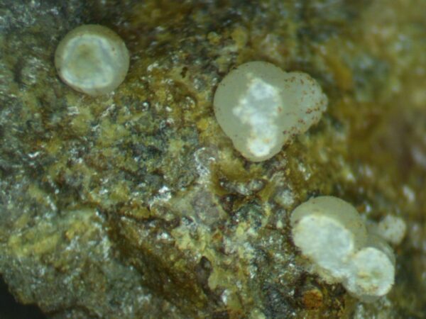 Carbonate-rich Fluorapatite - Image 7