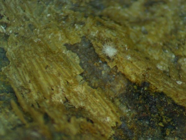 Carbonate-rich Fluorapatite - Image 4