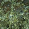 Calcioferrite, Carbonate-rich Fluorapatite - Image 2