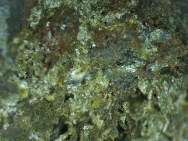 Calcioferrite, Carbonate-rich Fluorapatite - Image 2