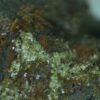 Calcioferrite, Carbonate-rich Fluorapatite - Image 11