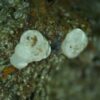 Carbonate-rich Fluorapatite