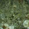 Calcioferrite, Carbonate-rich Fluorapatite - Image 8