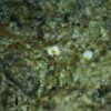 Calcioferrite, Carbonate-rich Fluorapatite