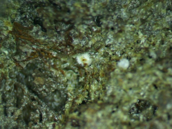 Calcioferrite, Carbonate-rich Fluorapatite