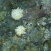 Carbonate-rich Fluorapatite