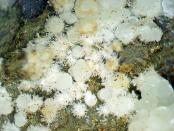 Fluorapatite, Fluorapatite var. Carbonate-rich Fluorapatite