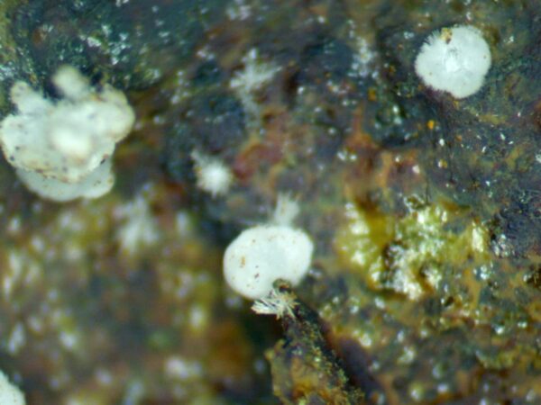 Carbonate-rich Fluorapatite - Image 9