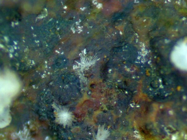 Carbonate-rich Fluorapatite